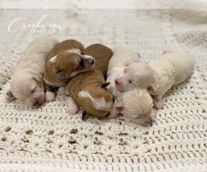 Havachon Litter for sale in NIANGUA, MO, USA