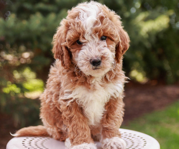 Medium Photo #1 Goldendoodle-Poodle (Miniature) Mix Puppy For Sale in KILLINGER, PA, USA