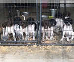 Small Photo #1 German Shorthaired Pointer Puppy For Sale in KANSAS CITY, KS, USA
