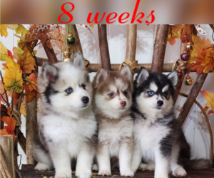 Pomsky Litter for sale in RAMONA, CA, USA