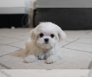 Maltese Litter for sale in LOS ANGELES, CA, USA
