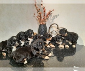 Bernedoodle Litter for sale in SHIPSHEWANA, IN, USA