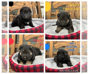 German Shepherd Dog Litter for sale in BOLIVAR, MO, USA
