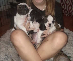 Faux Frenchbo Bulldog Litter for sale in CHESWICK, PA, USA