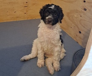 Poodle (Standard) Litter for sale in ALBUQUERQUE, NM, USA