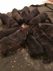 Cane Corso Litter for sale in FORT MITCHELL, AL, USA