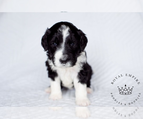 Medium Photo #1 Bernedoodle Puppy For Sale in GRANTS PASS, OR, USA