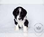 Small Photo #1 Bernedoodle Puppy For Sale in GRANTS PASS, OR, USA