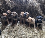 Small Australian Cattle Dog-Labrador Retriever Mix