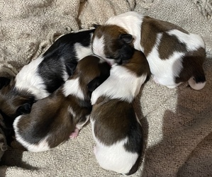 Mal-Shi Litter for sale in ADAMS CITY, CO, USA