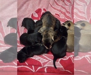 Goberian Litter for sale in BOISE, ID, USA