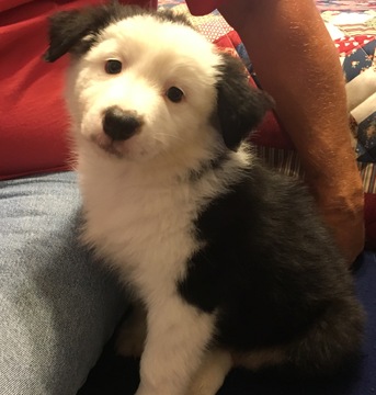 Medium Photo #1 Australian Shepherd Puppy For Sale in GRUBVILLE, MO, USA