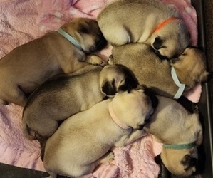 Pug Litter for sale in ZEBULON, NC, USA