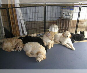 Goldendoodle Litter for sale in DORSET, OH, USA