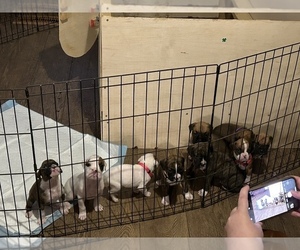 Boxer Litter for sale in CHATSWORTH, GA, USA
