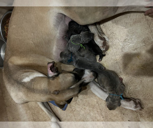 Great Dane Litter for sale in HUNTER, NY, USA
