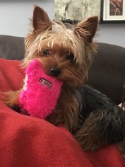 Yorkshire Terrier Litter for sale in OSCEOLA, IN, USA