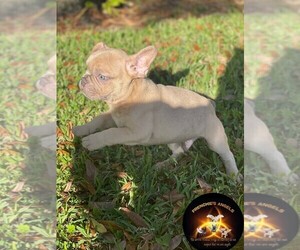French Bulldog Litter for sale in MIAMI LAKES, FL, USA