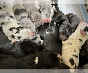 Great Dane Litter for sale in PATON, IA, USA