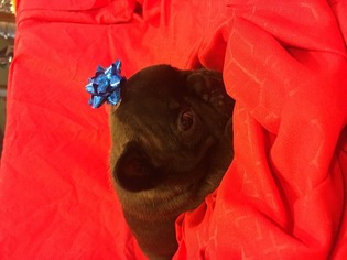 French Bulldog Litter for sale in CALDWELL, ID, USA