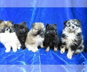 Pomeranian Litter for sale in GROVESPRING, MO, USA