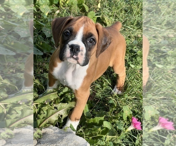 Medium Photo #1 Boxer Puppy For Sale in BEECH GROVE, IN, USA
