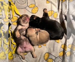 French Bulldog Litter for sale in OSAGE BEACH, MO, USA