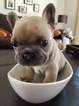 Small Photo #1 French Bulldog Puppy For Sale in SPOKANE, WA, USA