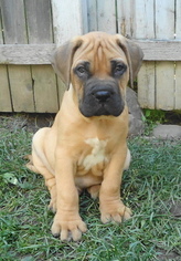 Bullmastiff Litter for sale in LIMA, NY, USA