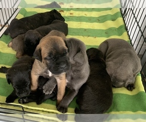 Cane Corso Litter for sale in PIPE CREEK, TX, USA