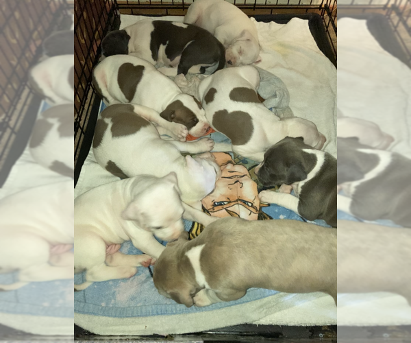 Medium Photo #1 American Pit Bull Terrier Puppy For Sale in HARRISON, AR, USA