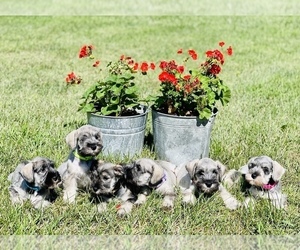 Schnauzer (Miniature) Litter for sale in CROMWELL, IN, USA