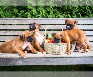 Boxer Litter for sale in WAKARUSA, IN, USA