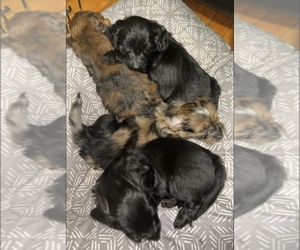 Dachshund Litter for sale in WORCESTER, MA, USA