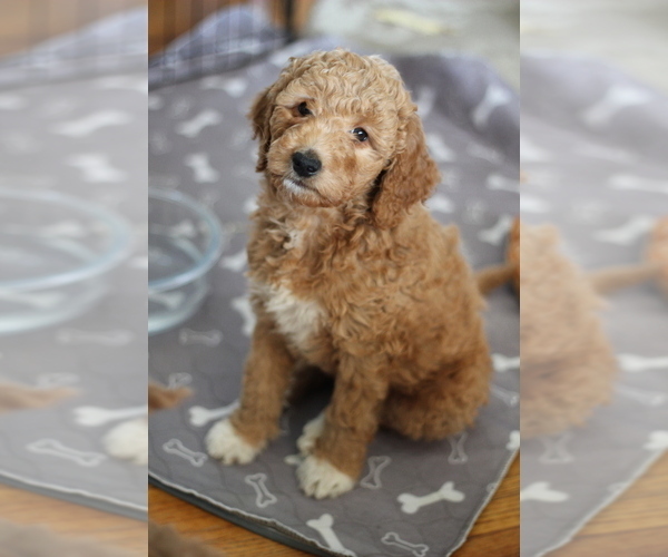 Medium Photo #1 Goldendoodle Puppy For Sale in CHARLOTTE, NC, USA
