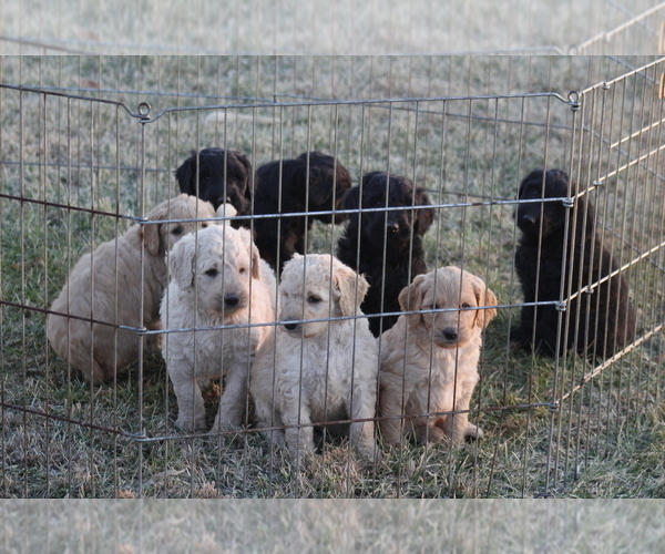 Medium Photo #1 Goldendoodle Puppy For Sale in MEMPHIS, MO, USA