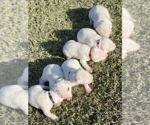 Dogo Argentino Litter for sale in SAN AUGUSTINE, TX, USA