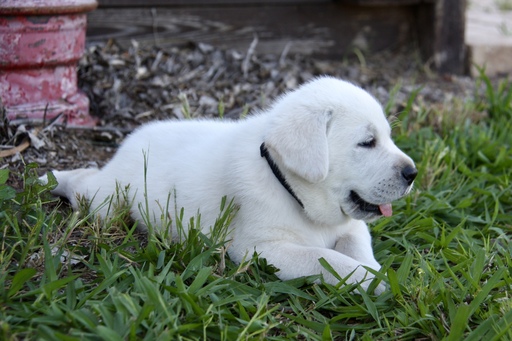 Medium Photo #1 Labrador Retriever Puppy For Sale in LAWTON, OK, USA