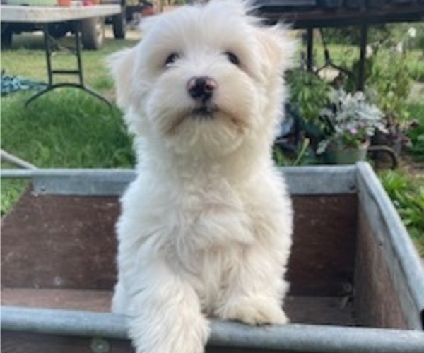 Medium Photo #1 Coton de Tulear Puppy For Sale in RUBICON, WI, USA