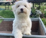 Small Photo #1 Coton de Tulear Puppy For Sale in RUBICON, WI, USA