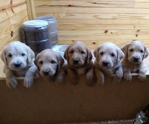 Labradoodle Litter for sale in MOMEYER, NC, USA