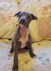 Italian Greyhound Litter for sale in LITCHFIELD, IL, USA