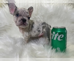 French Bulldog Litter for sale in VICTORVILLE, CA, USA