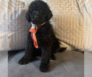 Goldendoodle Litter for sale in HOUSTON, TX, USA