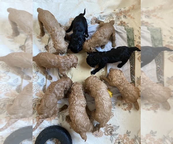 Medium Photo #1 Golden Retriever-Pug-Coton Mix Puppy For Sale in SPRINGFIELD, OH, USA
