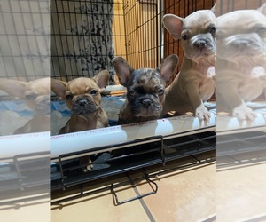 French Bulldog Litter for sale in RIVERSIDE, CA, USA