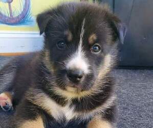 German Shepherd Dog-Siberian Husky Mix Litter for sale in FREDERICKSBURG, VA, USA