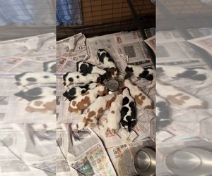 Basset Hound Litter for sale in TOLLAND, CT, USA