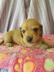 Dachshund Litter for sale in THORNTOWN, IN, USA