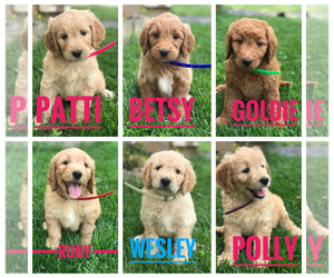 Goldendoodle Litter for sale in BOWLING GREEN, KY, USA